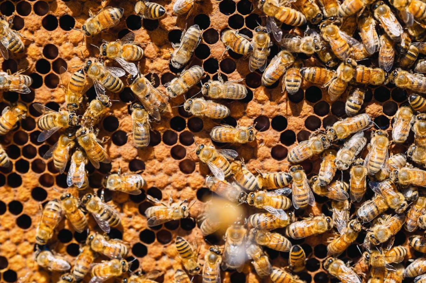 Bilim insanları şaşkın: 20 bin yıl önce arılar, kemiklerin içine yumurtalarını bırakmış